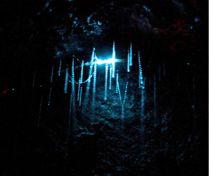 Glowworm cave cruise