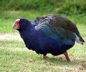 Takahe and other very rare birds can be seen in Fiordland