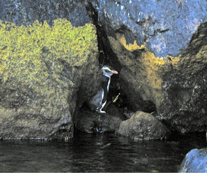 Diving and Snorkelling